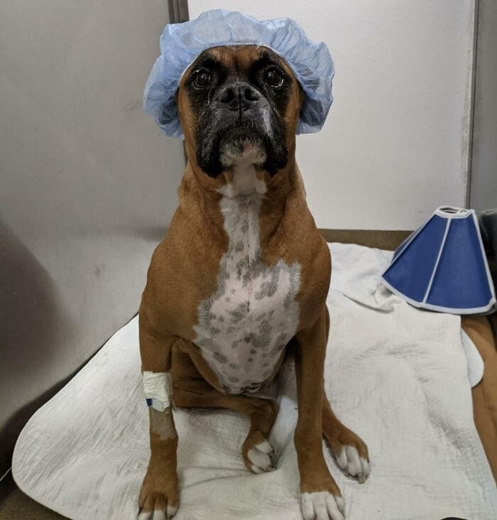 6352A81Dda0E2 Veterinarian Job Moments