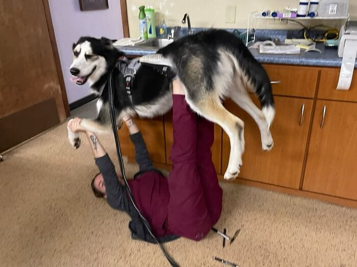 6352A851604Cd Veterinarian Job Moments