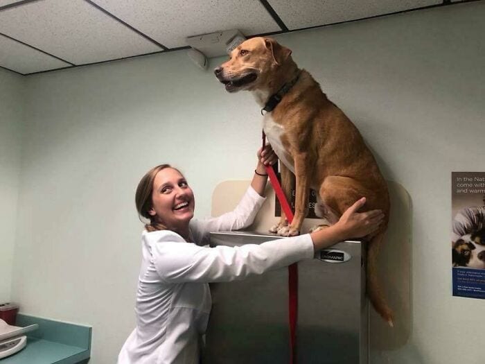 30 Hilarious And Wholesome Moments That Vets Have Experienced At Work