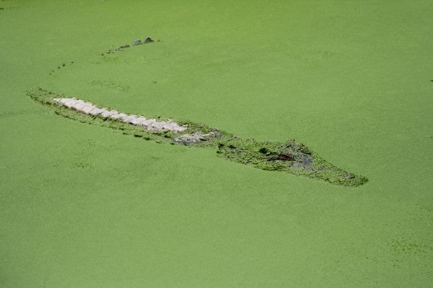 Crocodile By Fhtkai 5D482Dffca8Ef 880
