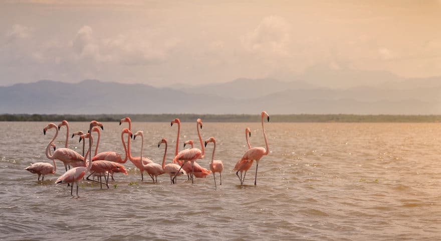 Flamingos By Dovscollection 5D482E152420C 880