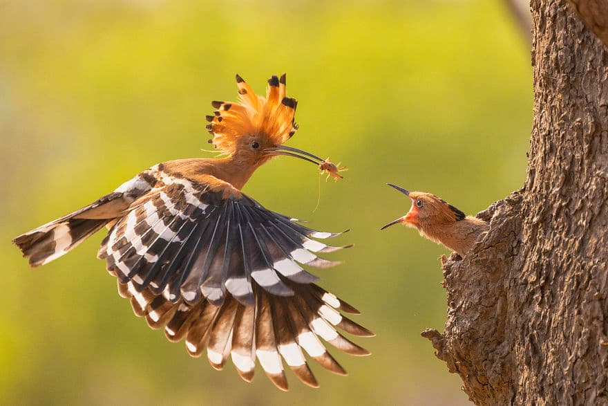 Hoopoe Bird Family By Naingtunwinbagan 5D482E29Dddab 880
