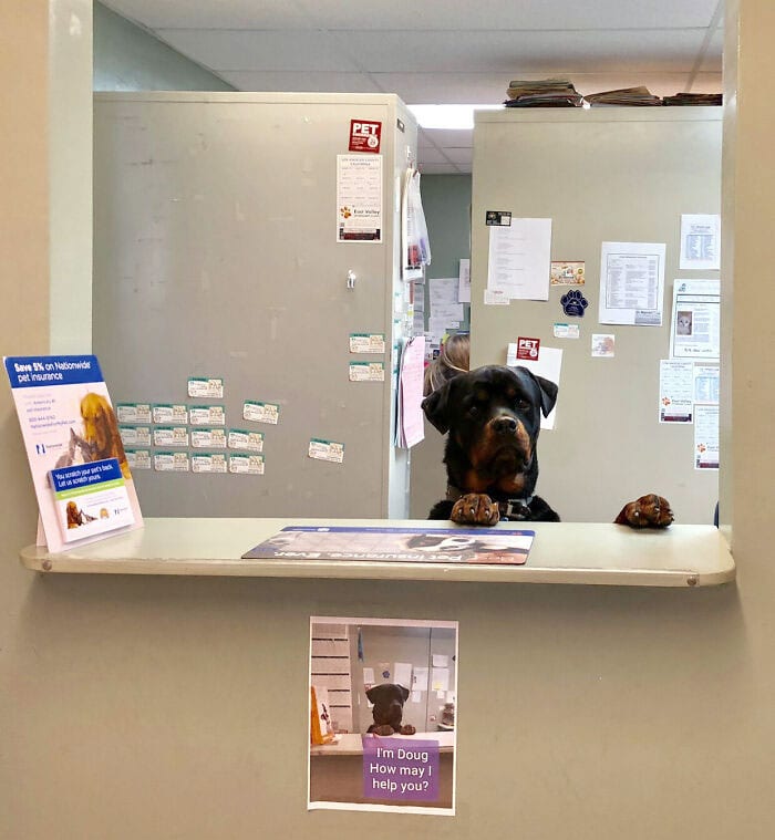 Veterinarian Job Moments 16 635647B85F55E 700