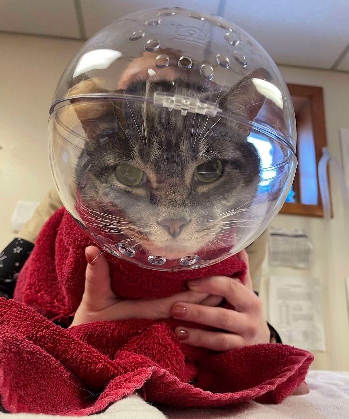 30 Hilarious And Wholesome Moments That Vets Have Experienced At Work