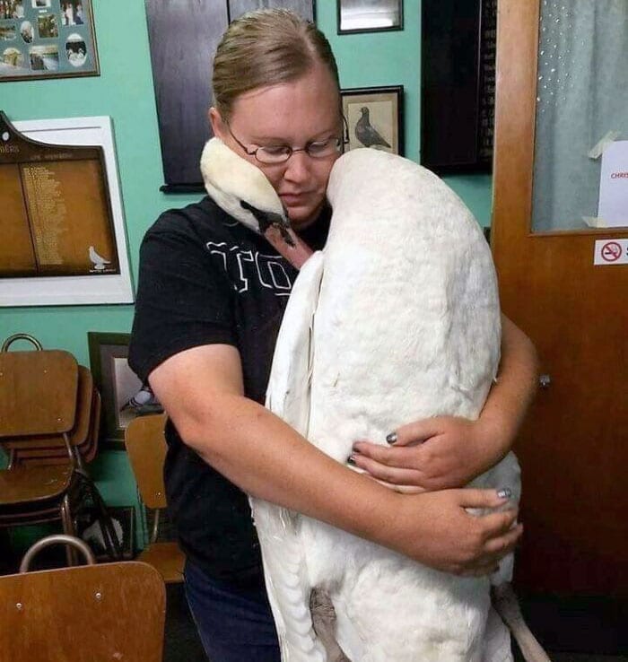 Veterinarian Job Moments 19 63564Bd2B2976 700