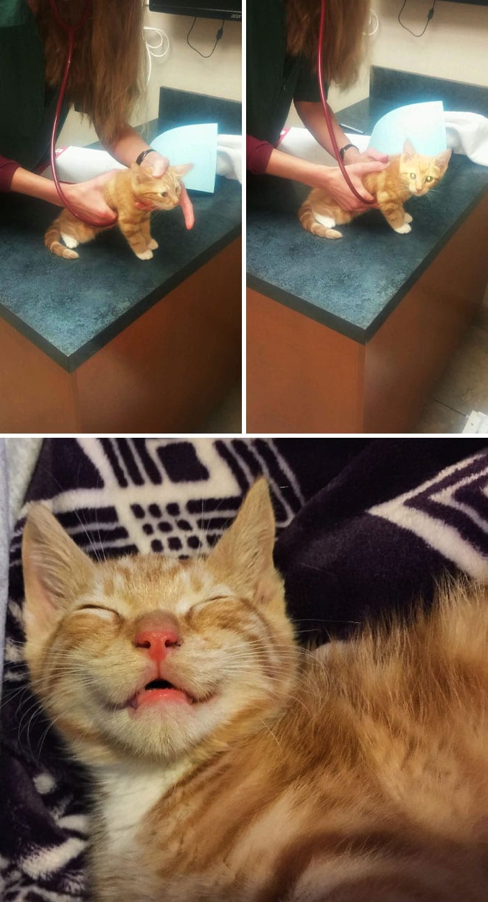 30 Hilarious And Wholesome Moments That Vets Have Experienced At Work