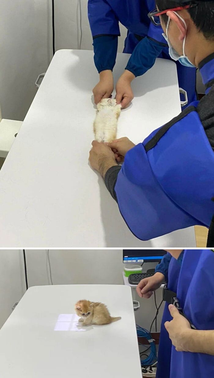Veterinarian Job Moments 2 63529219C9Db8 700