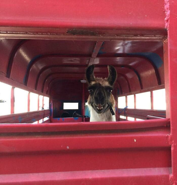 30 Hilarious And Wholesome Moments That Vets Have Experienced At Work