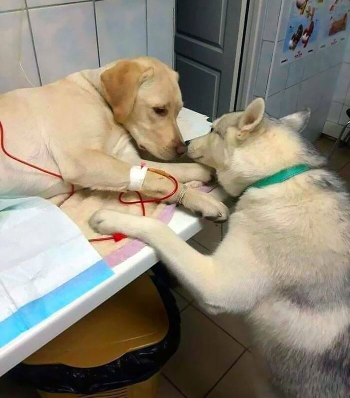 Veterinarian Job Moments 22 6352Af5009D7D 700