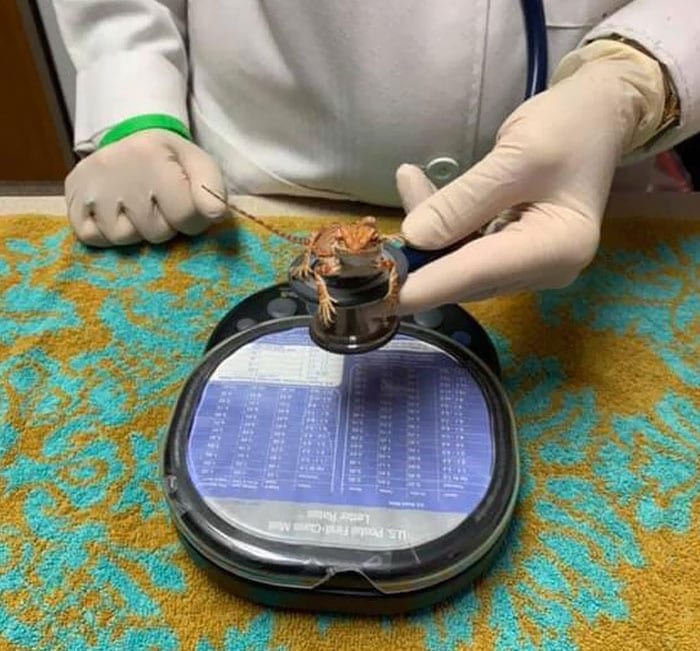 Veterinarian Job Moments 5 635296D38D3C2 700