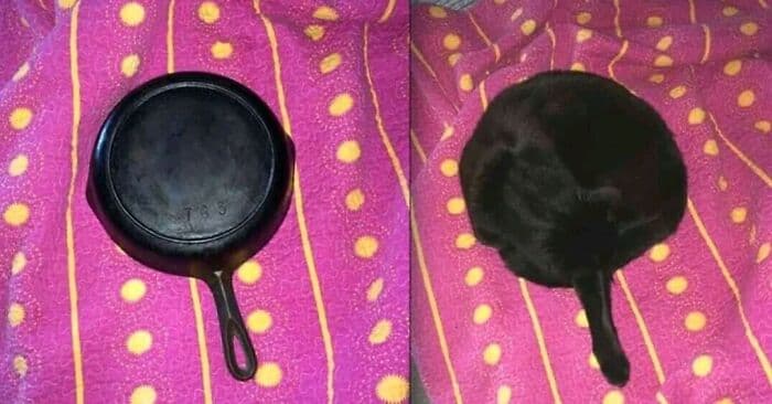 30 Extremely Funny Pictures Of Malfunctioning Cats 