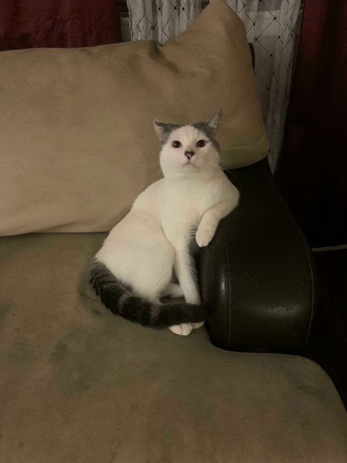 30 Extremely Funny Pictures Of Malfunctioning Cats 