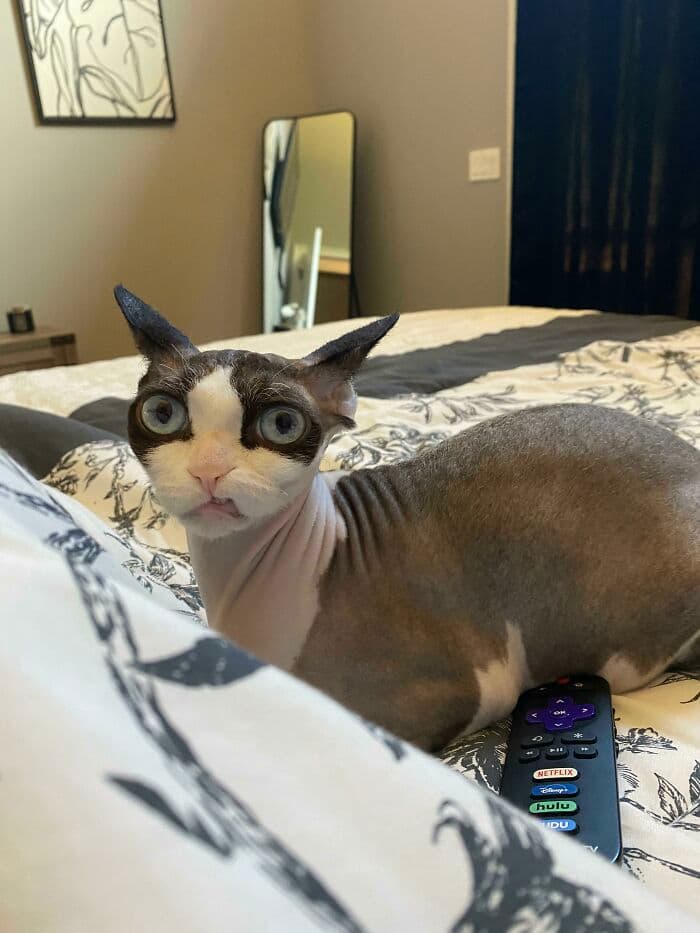 30 Extremely Funny Pictures Of Malfunctioning Cats 