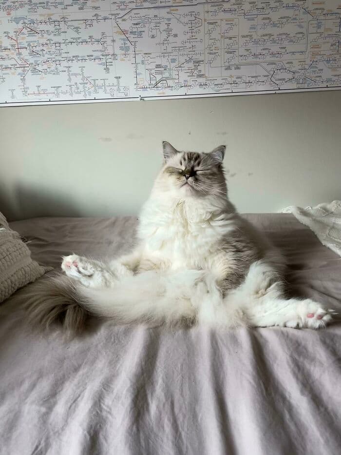 30 Extremely Funny Pictures Of Malfunctioning Cats 