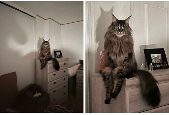 30 Extremely Funny Pictures Of Malfunctioning Cats 