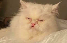 30 Extremely Funny Pictures Of Malfunctioning Cats
