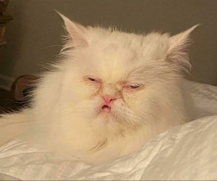 30 Extremely Funny Pictures Of Malfunctioning Cats 