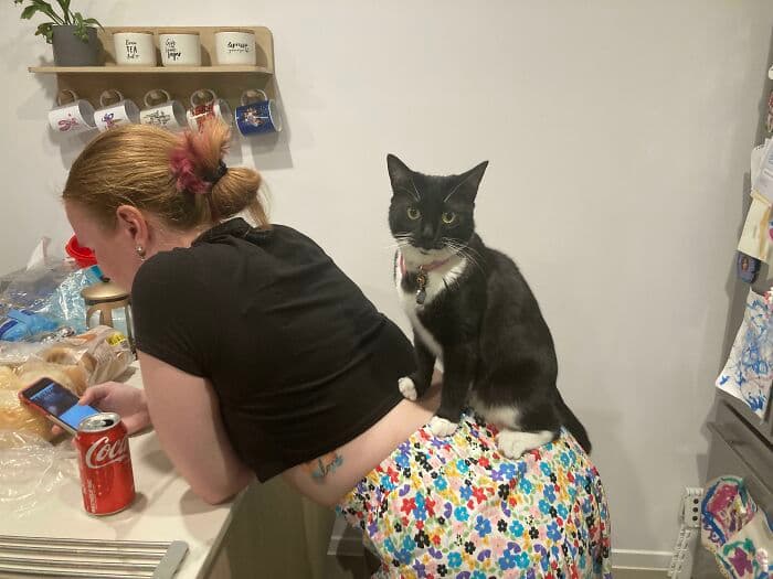 30 Extremely Funny Pictures Of Malfunctioning Cats 