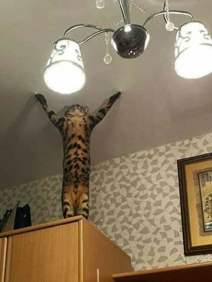 30 Extremely Funny Pictures Of Malfunctioning Cats 