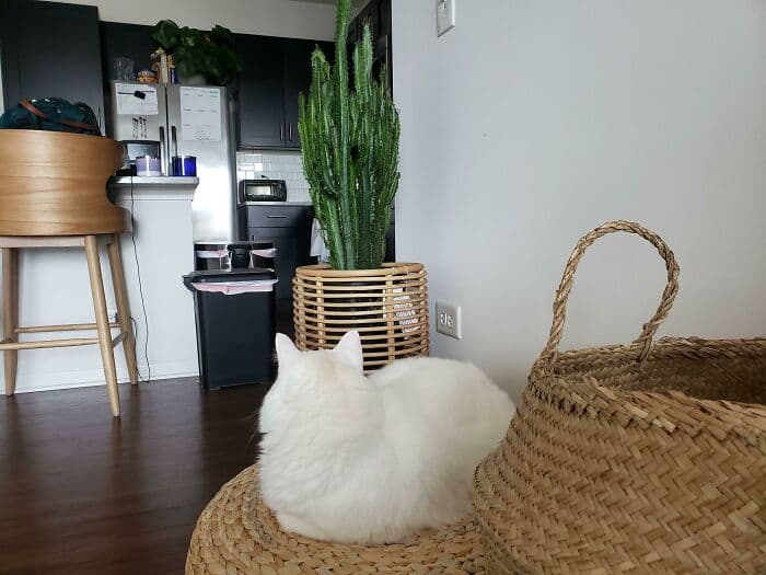 50 Of The Best And Funniest Times Pets Took Revenge