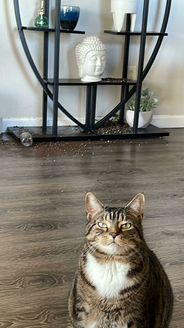 50 Of The Best And Funniest Times Pets Took Revenge