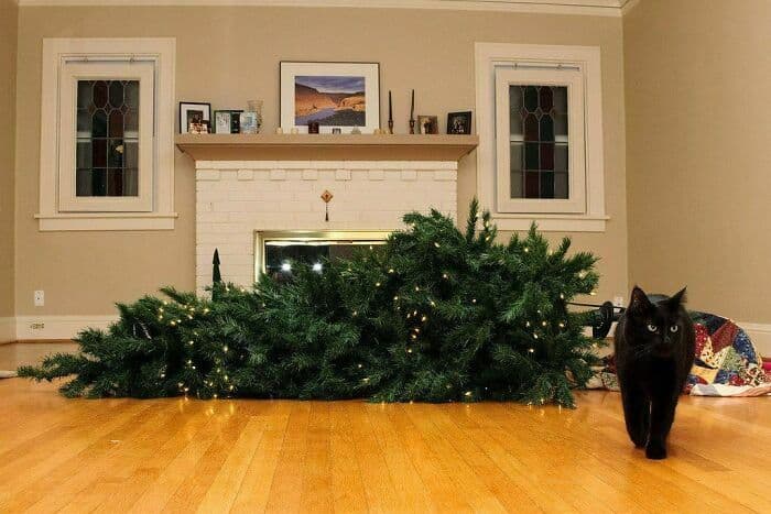 30 Heartwarming Pics Of Cats Enjoying The Festive Season