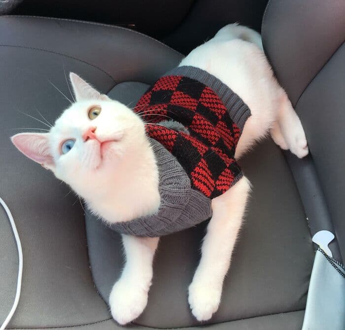 638F53C11C1Ee Christmas Cats 9