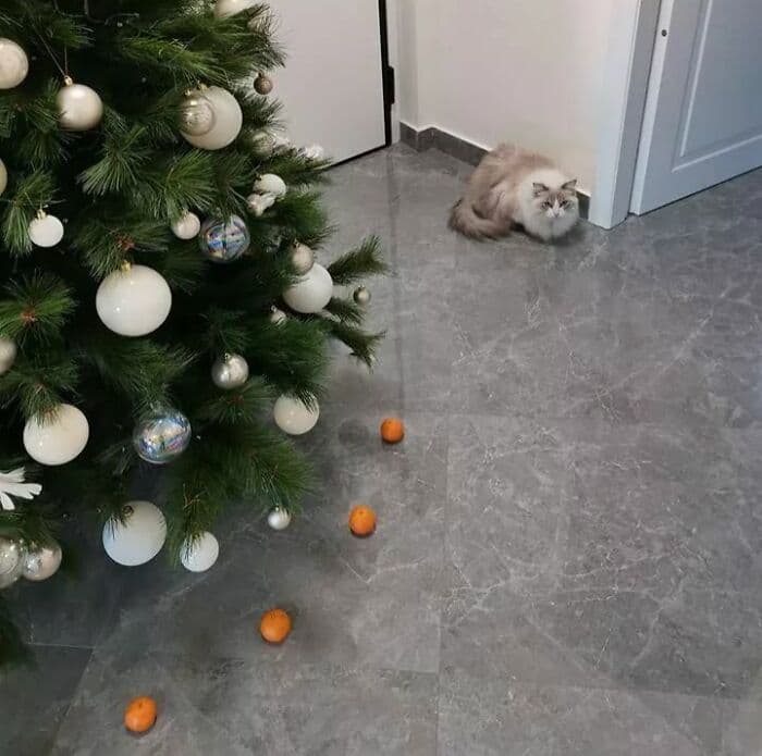 30 Heartwarming Pics Of Cats Enjoying The Festive Season