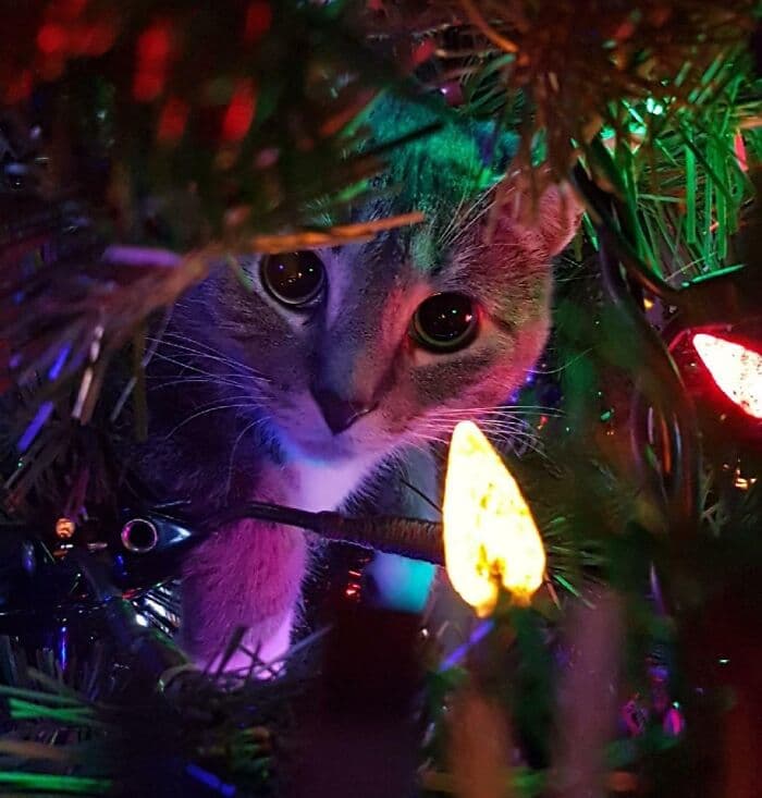 638F53F493B71 Christmas Cats 9