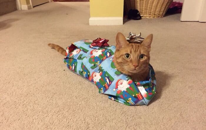 638F5415Aca4B Christmas Cats 9