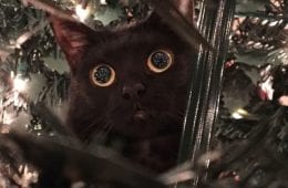 638F5590667E3 Christmas Cats 9