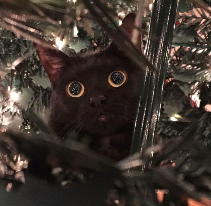 638F5590667E3 Christmas Cats 9