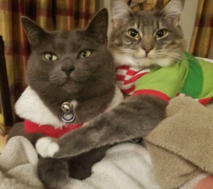 638F55Ed628D1 Christmas Cats 9