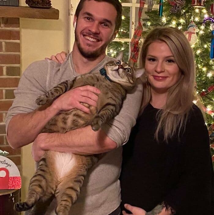 30 Heartwarming Pics Of Cats Enjoying The Festive Season