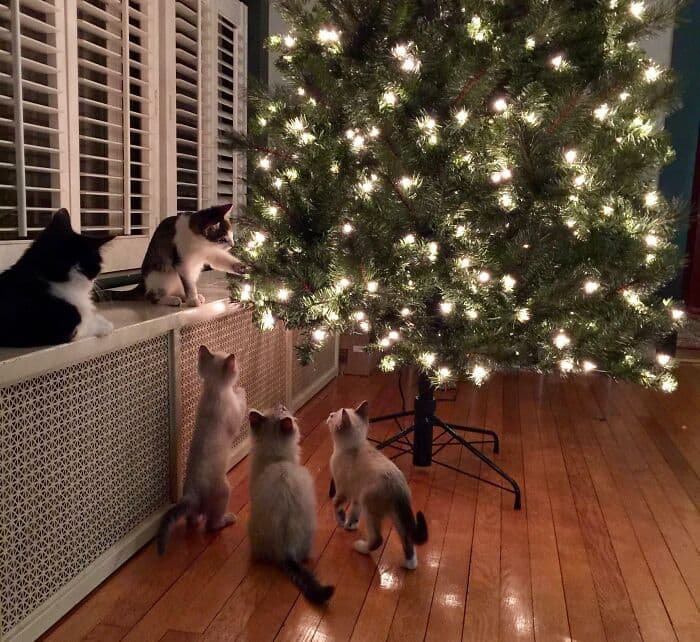638F562Ed9Bd6 Christmas Cats 9