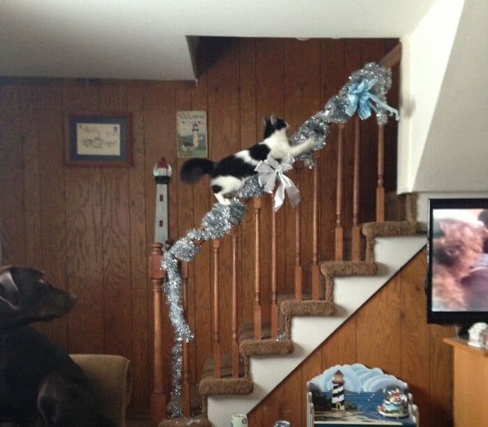 638F56B30Cfc3 Christmas Cats 9