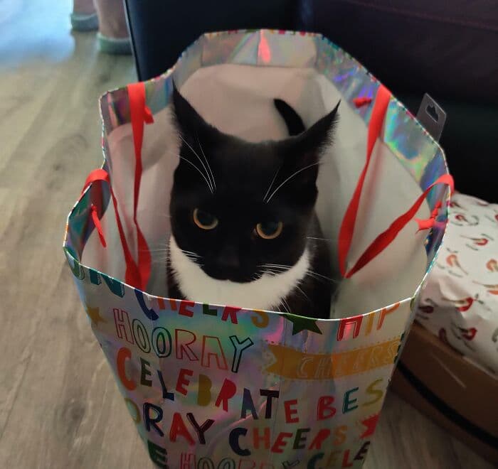 638F571C8433D Christmas Cats 9
