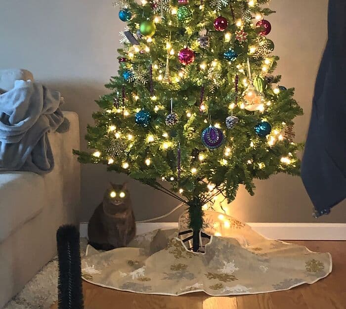30 Heartwarming Pics Of Cats Enjoying The Festive Season