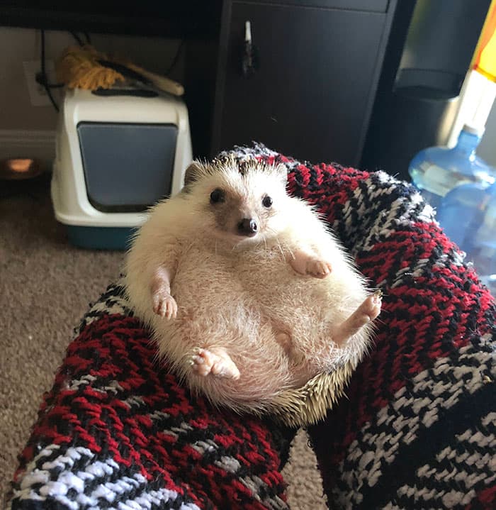 Adorable Pregnant Animals 104 637210E7A5626 700