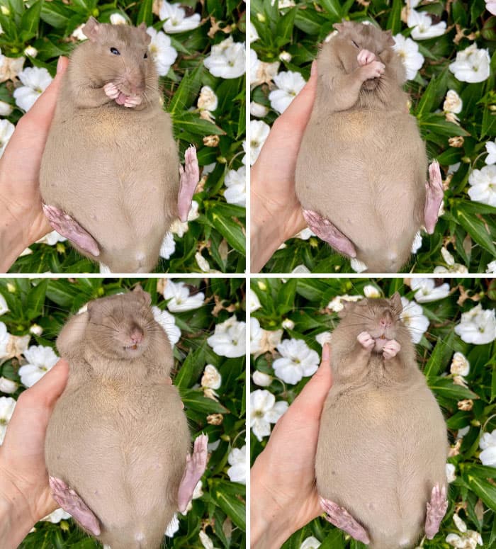Adorable Pregnant Animals 118 6380Cf87Ebab9 700