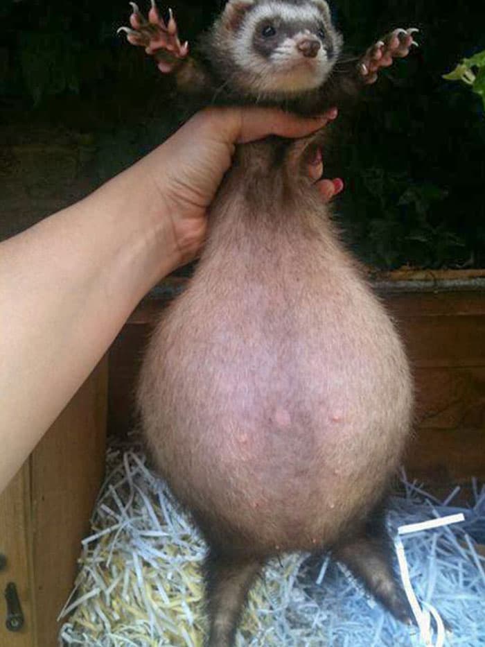 Adorable Pregnant Animals 28 6385C3348Ff95 700