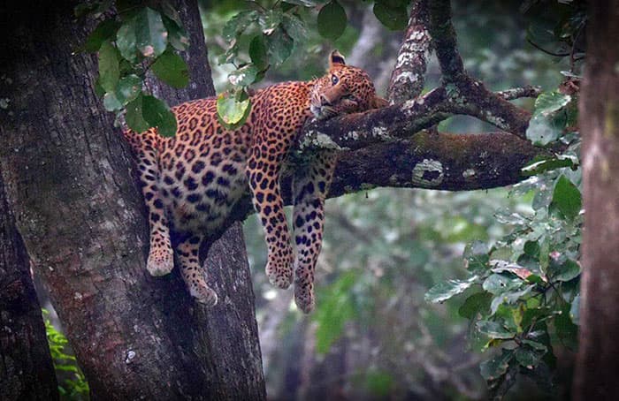 30 Extremely Adorable And Cute Pregnant Animals