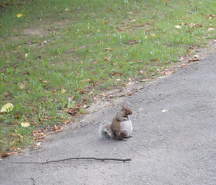 Adorable Pregnant Animals 35 6385Dc827F68D 700