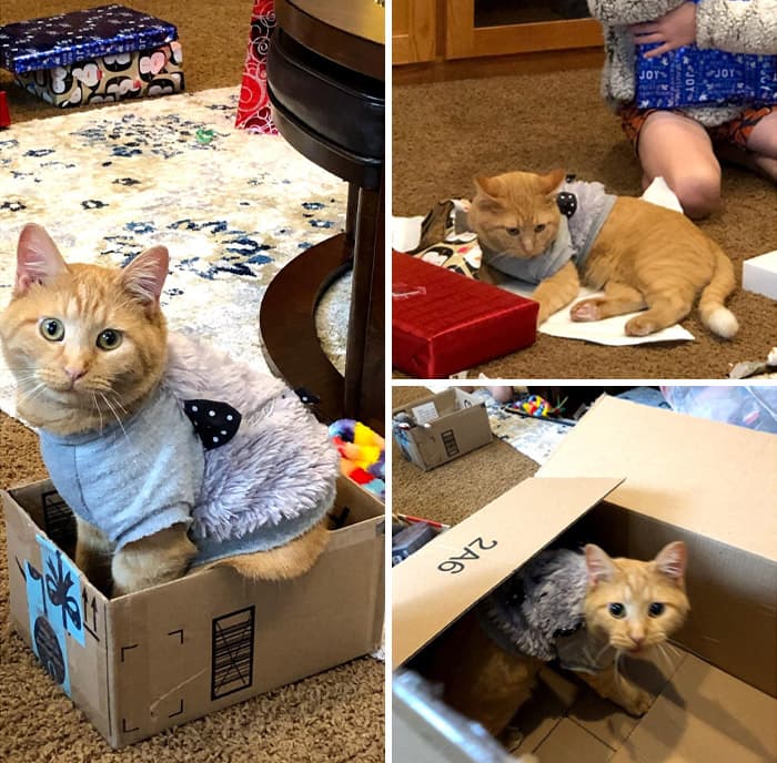 30 Heartwarming Pics Of Cats Enjoying The Festive Season