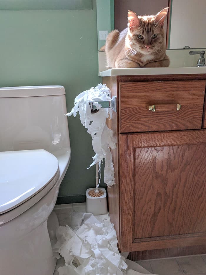 50 Of The Best And Funniest Times Pets Took Revenge