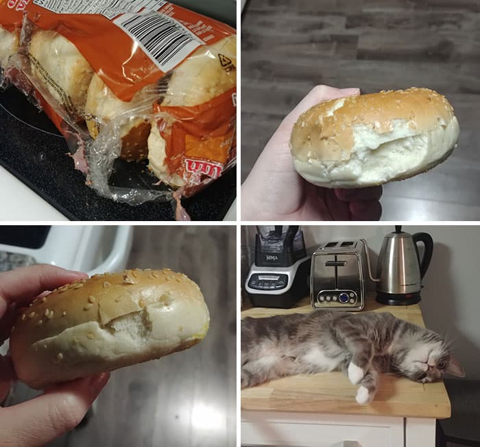 Pets Taking Revenge Pics 113 6385Df6Ebf05B 700