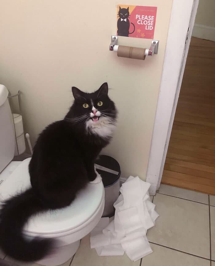 Pets Taking Revenge Pics 12 637B4A032Af24 700