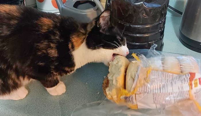 Pets Taking Revenge Pics 13 63887241Bb389 700