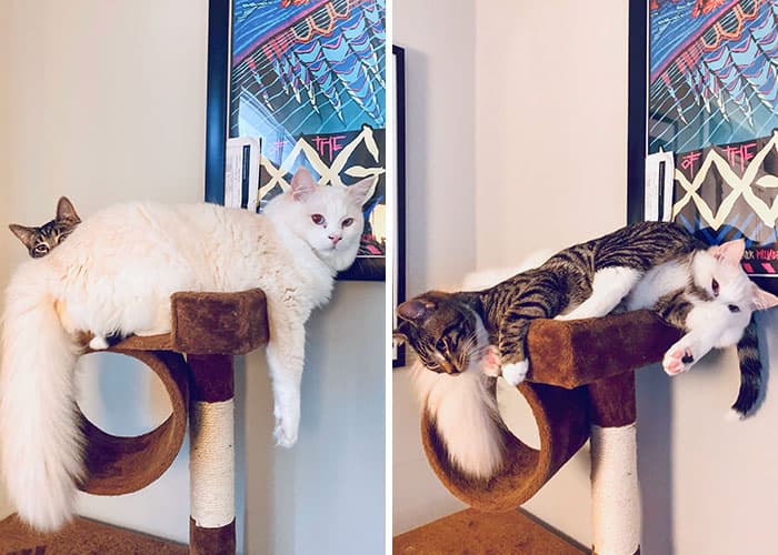 50 Of The Best And Funniest Times Pets Took Revenge
