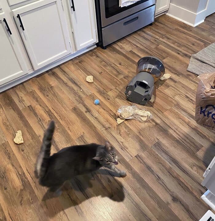 Pets Taking Revenge Pics 15 637B4B48A682D 700